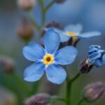 Guía para cultivar y cuidar la flor Nomeolvides