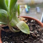 Guía para Cultivar y Cuidar la Haworthia Cathedral Window