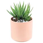 Guía para Cultivar y Cuidar la Haworthia Zebra