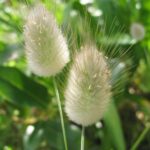 Guía para cultivar y cuidar la hierba cola de conejo