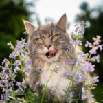 Guía para cultivar y cuidar la hierba gatera (Nepeta)