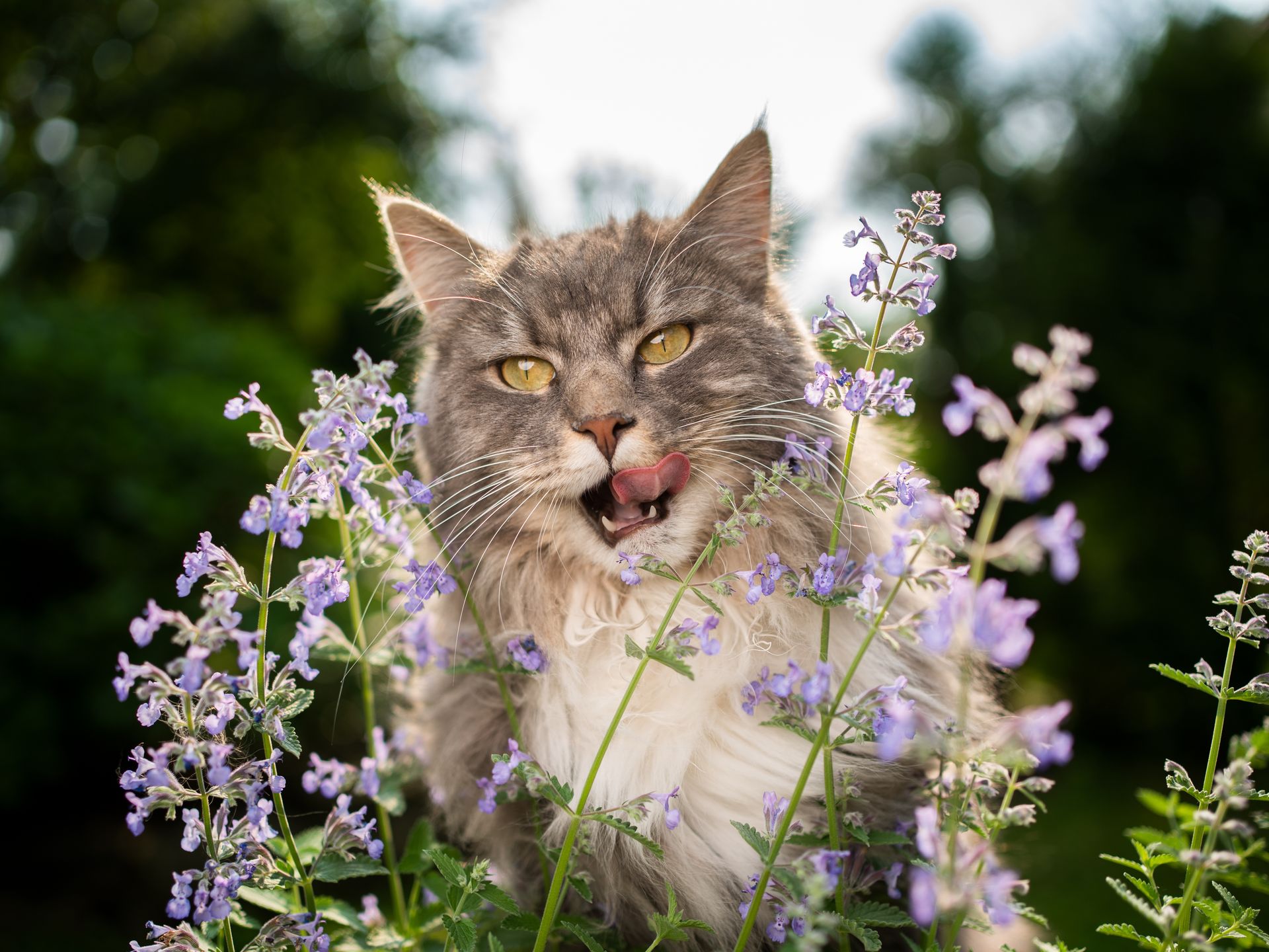Guía para cultivar y cuidar la hierba gatera (Nepeta)