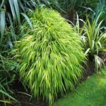 Guía para Cultivar y Cuidar la Hierba Japonesa de Bosque