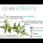 Guía para Cultivar y Cuidar la Hierba Luisa