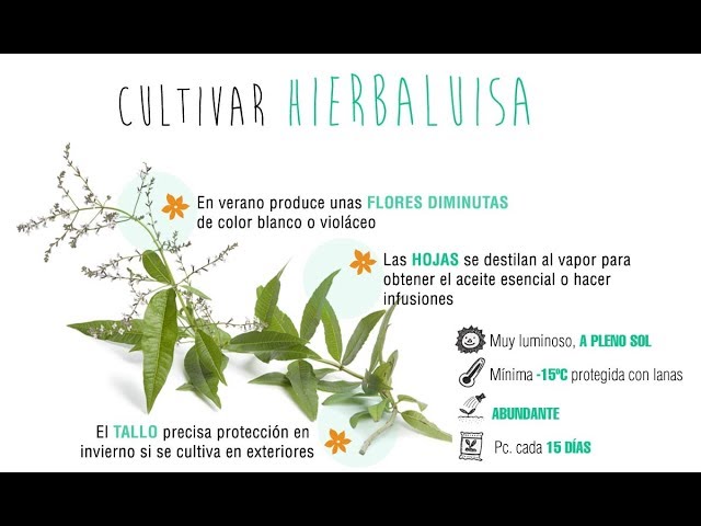 Guía para Cultivar y Cuidar la Hierba Luisa