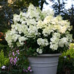 Guía para cultivar y cuidar la hortensia ‘Bobo