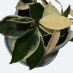 Guía para Cultivar y Cuidar la Hoya Krimson Queen
