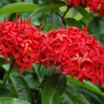 Guía para cultivar y cuidar la ixora o jazmín rojo