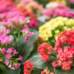 Guía para cultivar y cuidar la Kalanchoe Blossfeldiana