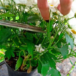 Guía para Cultivar y Cuidar la Margarita Pintada