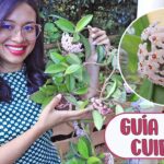 Guía para cultivar y cuidar la planta de cera Hoya