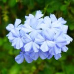 Guía para cultivar y cuidar la planta de flor azul
