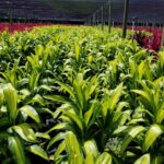 Guía para cultivar y cuidar la planta hawaiana Ti