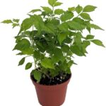 Guía para cultivar y cuidar la planta muñeca china