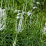 Guía para Cultivar y Cuidar la Raíz de Culver