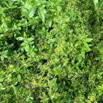 Guía para cultivar y cuidar la raíz de rubia