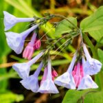 Guía para Cultivar y Cuidar las Campanillas de Virginia
