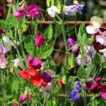 Guía para Cultivar y Cuidar las Fragantes ‘Perfume Delight’ Peas