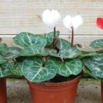 Guía para cultivar y cuidar las plantas de ciclamen