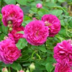 Guía para cultivar y cuidar las rosas ‘Henri Martin’
