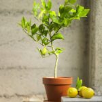 Guía para Cultivar y Cuidar Limones en Interiores