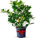 Guía para Cultivar y Cuidar Limones ‘Improved Meyer