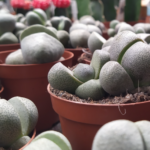Guía para Cultivar y Cuidar Lithops: Piedras Vivas