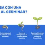 Guía para Cultivar y Cuidar los Seagrapes en Floración