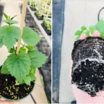 Guía para cultivar y cuidar lúpulo con éxito