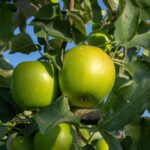 Guía para Cultivar y Cuidar Manzanos ‘Granny Smith
