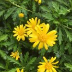 Guía para cultivar y cuidar margaritas amarillas