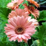 Guía para cultivar y cuidar margaritas gerbera exitosamente