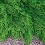 Guía para Cultivar y Cuidar Microbiota Decussata