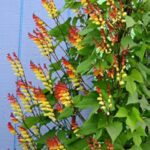 Guía para Cultivar y Cuidar Mina Lobata Eficazmente