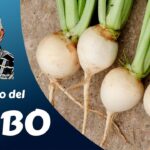 Guía para cultivar y cuidar nabos ‘Market Express’