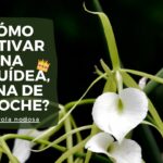 Guía para cultivar y cuidar orquídeas Brassavola exitosamente