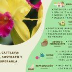 Guía para cultivar y cuidar orquídeas Cattleya exitosamente