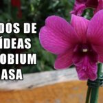 Guía para cultivar y cuidar orquídeas Dendrobium en casa