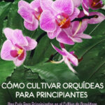 Guía para Cultivar y Cuidar Orquídeas Estrella de Navidad