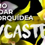 Guía para Cultivar y Cuidar Orquídeas Lycaste