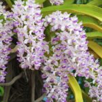 Guía para cultivar y cuidar orquídeas Rhynchostylis Foxtail