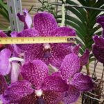 Guía para cultivar y cuidar orquídeas Vanda