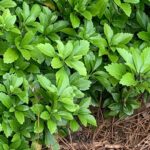 Guía para Cultivar y Cuidar Pachysandra Terminalis