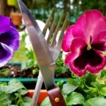 Guía para cultivar y cuidar pensamientos en tu jardín