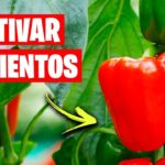 Guía para cultivar y cuidar pimientos serranos con éxito