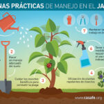 Guía para cultivar y cuidar pineberries en tu jardín