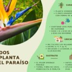 Guía para Cultivar y Cuidar Plantas Ave del Paraíso