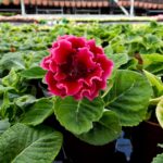 Guía para Cultivar y Cuidar Plantas de Floración Gloxinia
