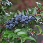 Guía para Cultivar y Cuidar Plantas de Huckleberry Siempreverde