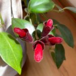 Guía para Cultivar y Cuidar Plantas de Lápiz Labial